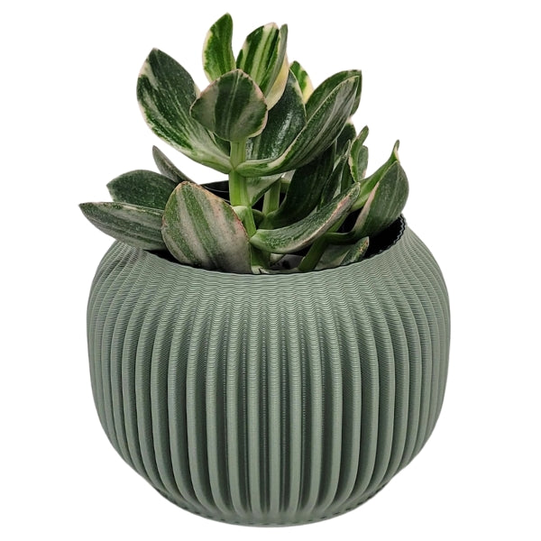 sage green plant pots Bay 4" Plant Pot