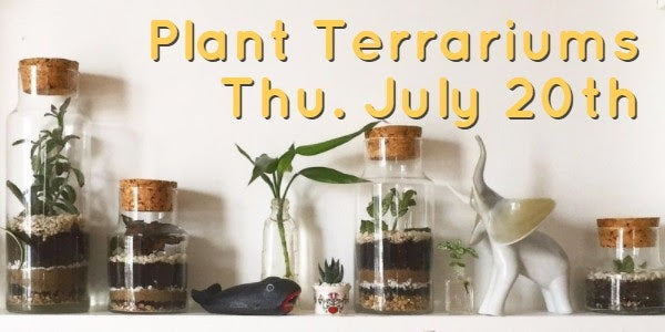 July: Plant Terrariums, oh my!