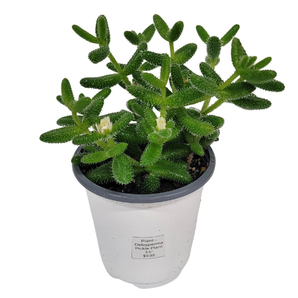 Plant - Delosperma Pickle Plant 3.5"