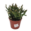 Plante - Rhipsalis Dancing Bones 2.5"