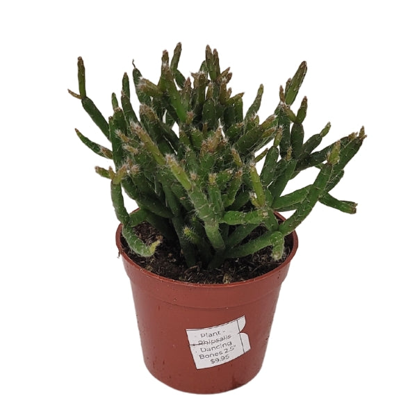 Plante - Rhipsalis Dancing Bones 2.5"
