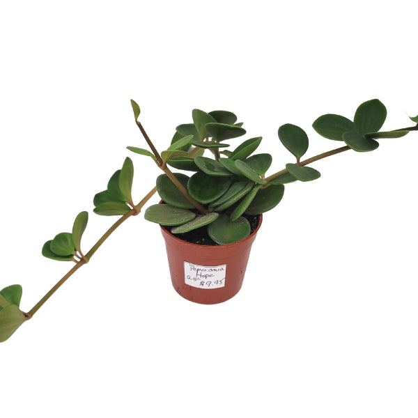 Plant - Peperomia Hope 2.5"