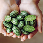4" Plant Starter Kit - Cucamelon
