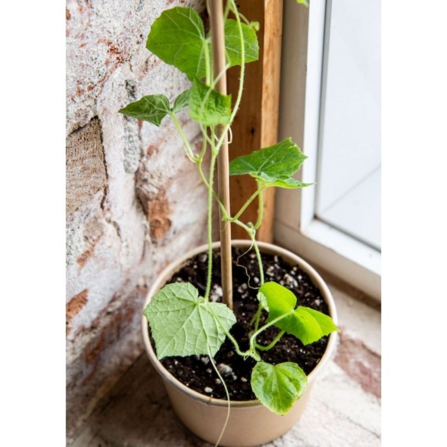 4" Plant Starter Kit - Cucamelon