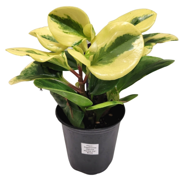Plant - Peperomia Obtusa Marble 3.5"