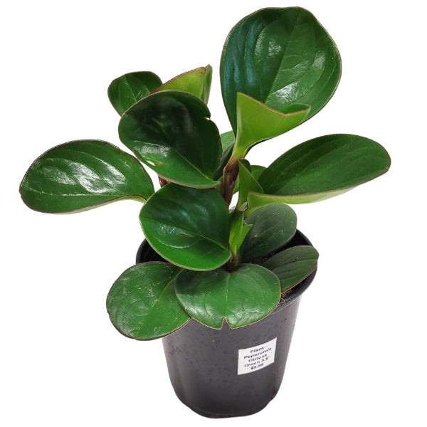 Plant - Peperomia Obtusa Green 3.5"