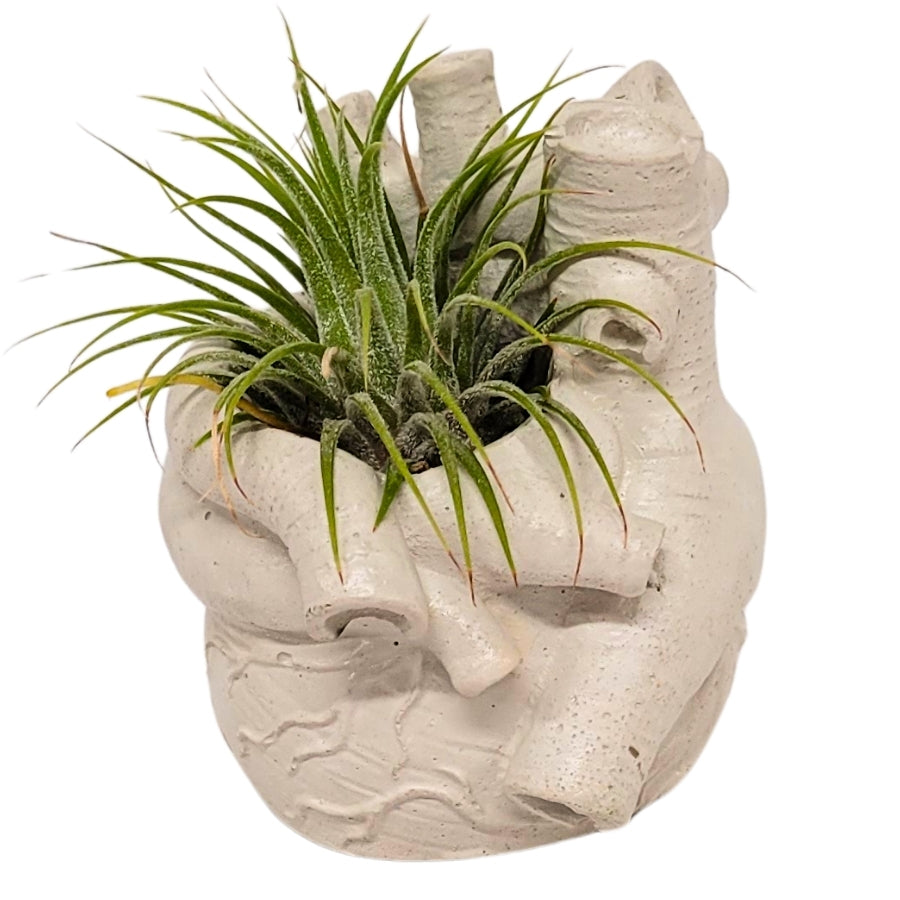 Anatomical Heart Concrete Planter