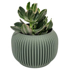 Bay 4" Plant Pot - Sage