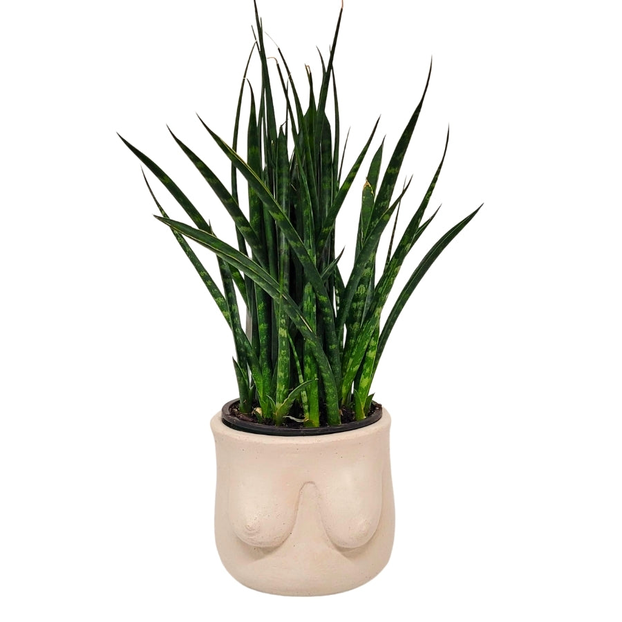 Jardinière en béton Boob