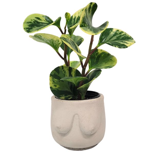 Boob Concrete Planter