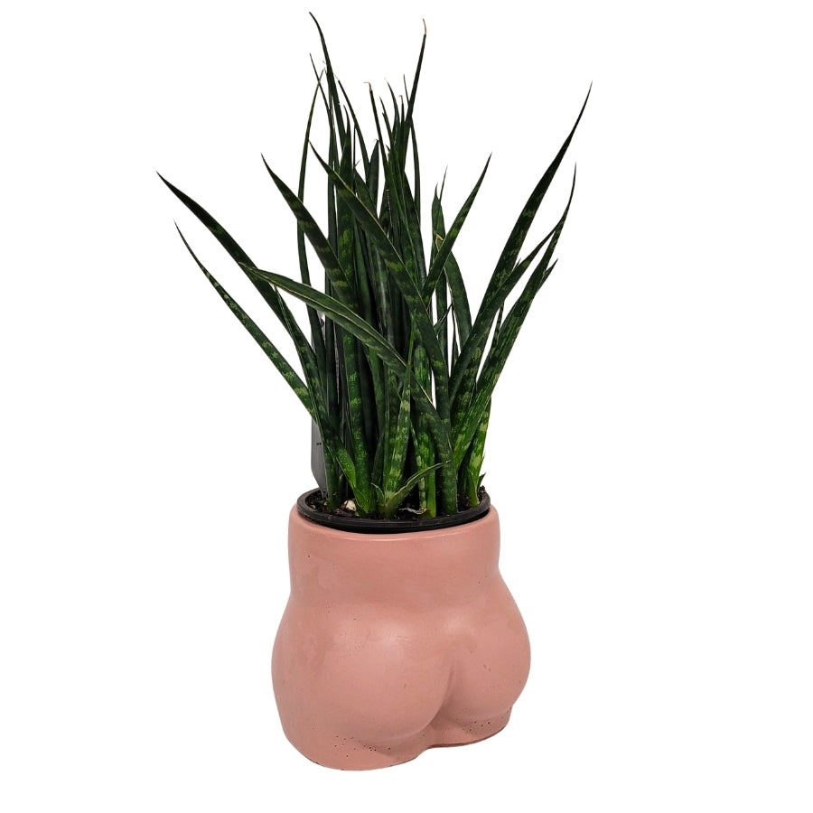 Booty Concrete Planter