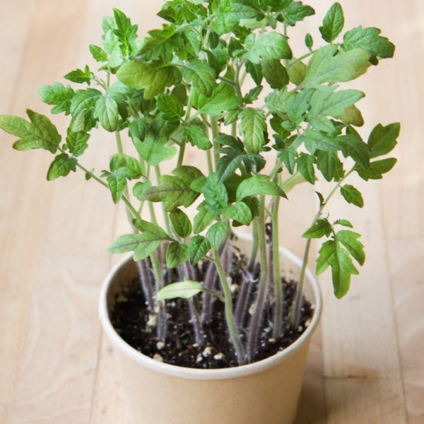 4" Plant Starter Kit - Cherry Tomato