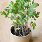 4" Plant Starter Kit - Cherry Tomato