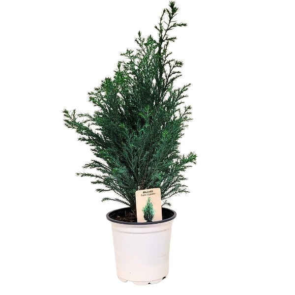Plant - Moonlit Cypress Tree 4"