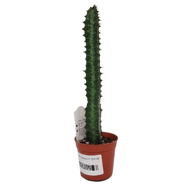 Plant - Euphorbia Trigona 2.5"