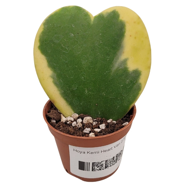 Plante - Hoya Kerrii Coeur 2.5"