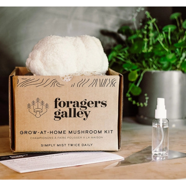 Kit de culture de champignons à domicile - Crinière de lion