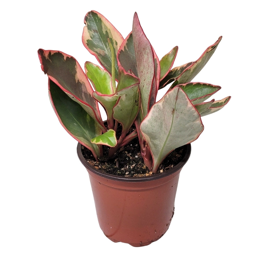 Plant - Peperomia Ginny 4"