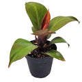Plant - Philo McColley's Finale 4"