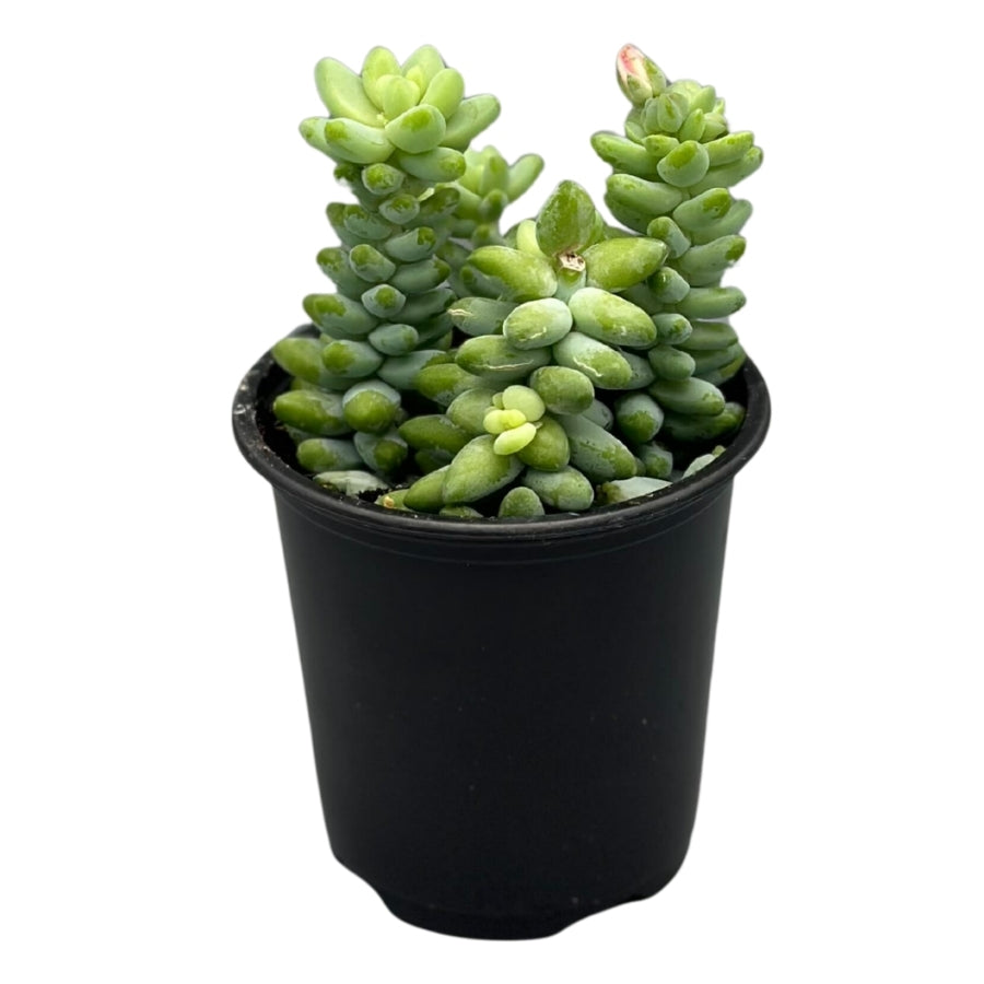 Plant - Burro's Tail 3.5"