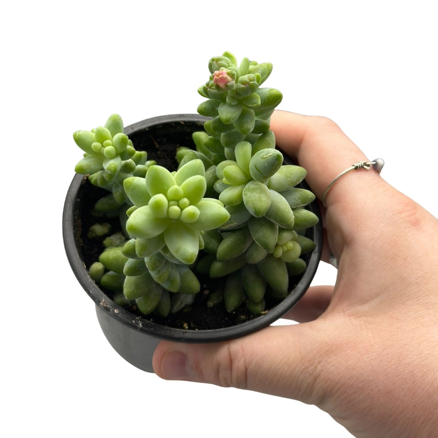 Plant - Burro's Tail 3.5"