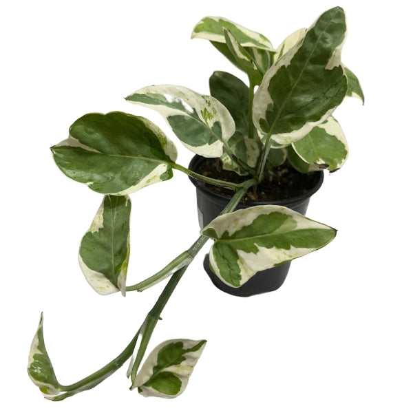 Plant - Pearls & Jade Pothos 4"