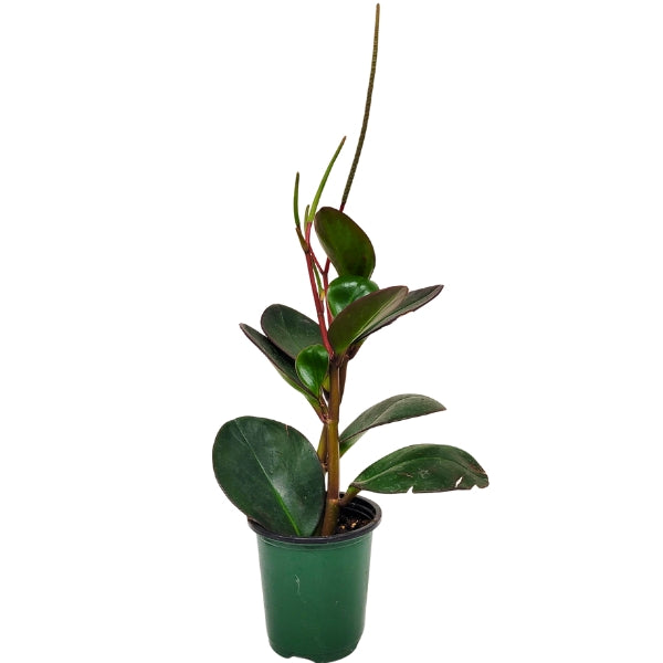 Plant - Peperomia Red Margin 3.5"