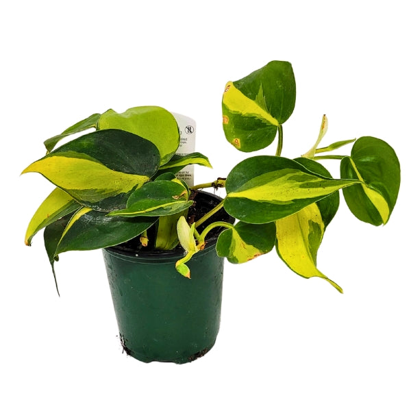 Plant - Philodendron Brazil 4"