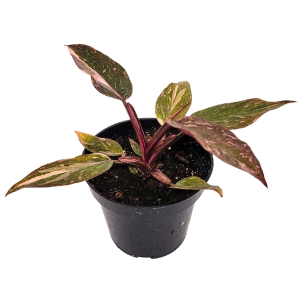 Plant - Philodendron Pink Princess 4"