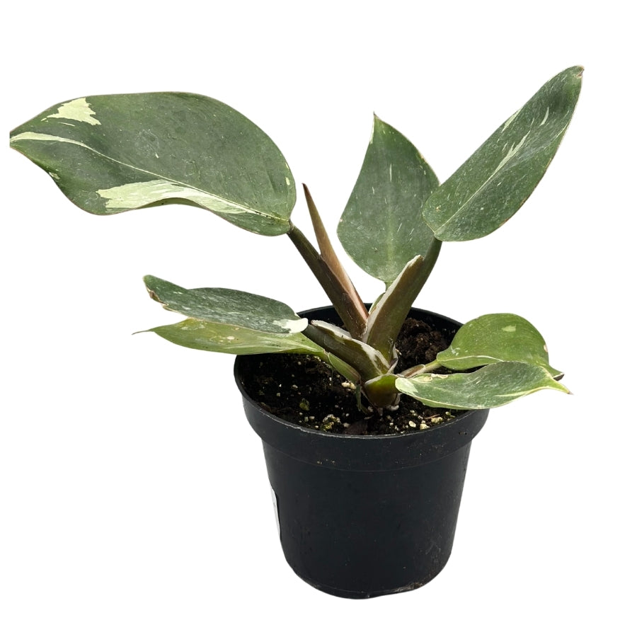 Plant - Philodendron White Knight 4"