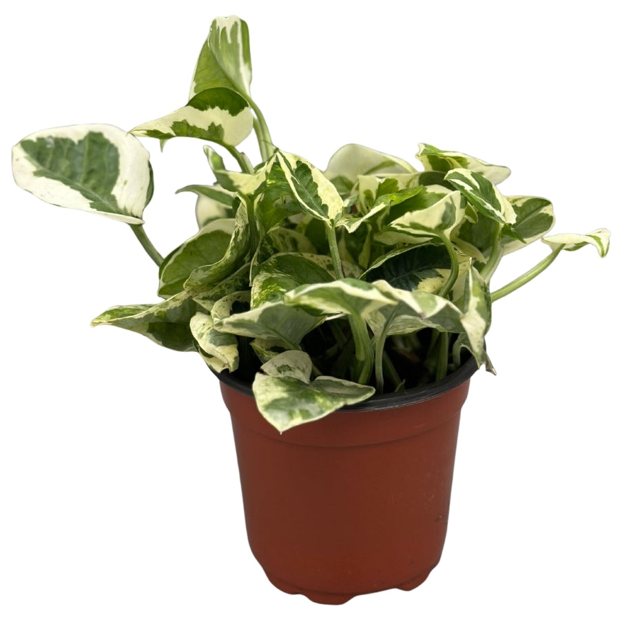 Plant -Pothos N Joy 4"