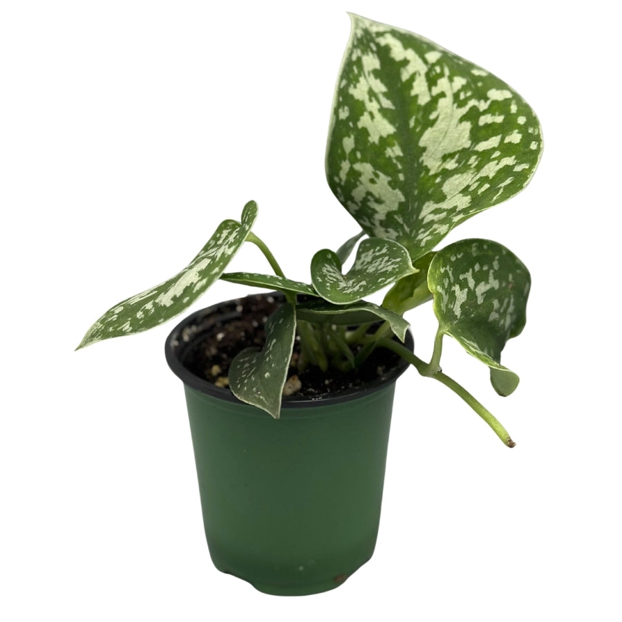 Plant - Pothos Silver Satin 3.5"