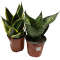 Plant - Sansevieria Hahnii 4"