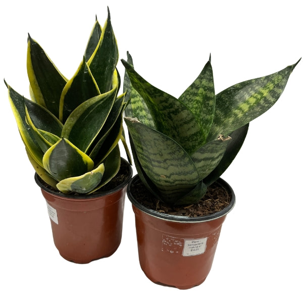 Plant - Sansevieria Hahnii 4"