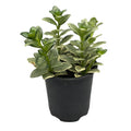 Plante - Poisson Rouge Panaché 3.5"
