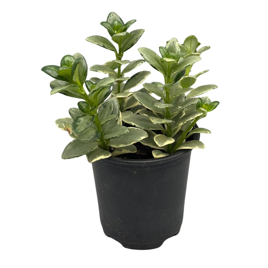 Plant - Goldfish Varigated 3.5"