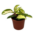 Plant - Hoya Crimson Princess 2.5"