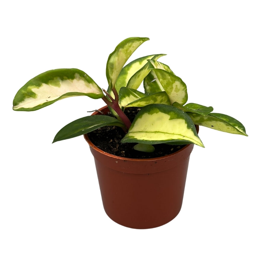 Plant - Hoya Crimson Princess 2.5"