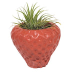 Strawberry Concrete Planter