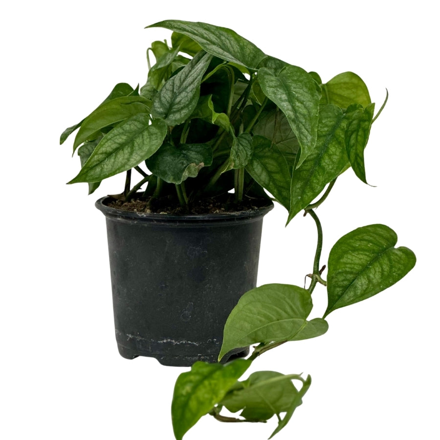 Plant -Pothos Skeleton Key 4"