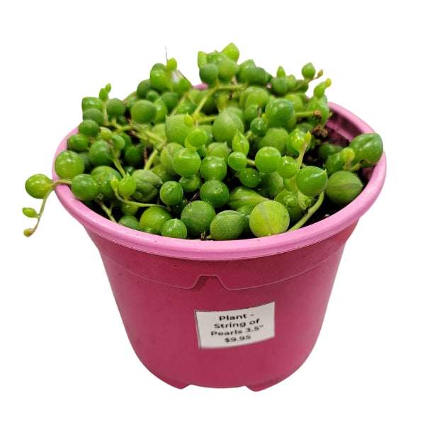 Plant - String of Pearls 3.5"