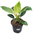 Plant - Philodendron Birkin 4"