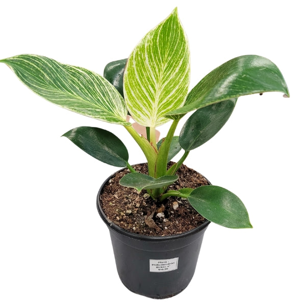Plant - Philodendron Birkin 4"