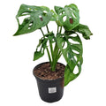 Plant - Monstera Adansonii 4"