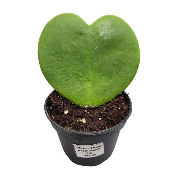 Plante - Hoya Kerrii Coeur 2.5"