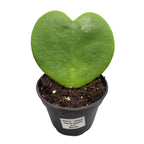 Plante - Hoya Kerrii Coeur 2.5"