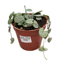 Plant - String of Hearts 2.5"