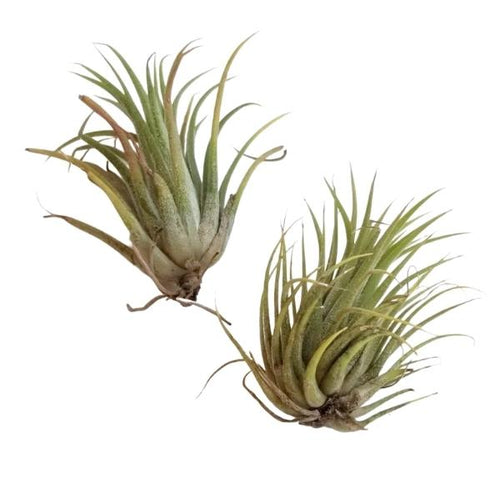 where to buy air plants canada Air Plant