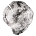 Black Log Print - Cedar (18" x 24")