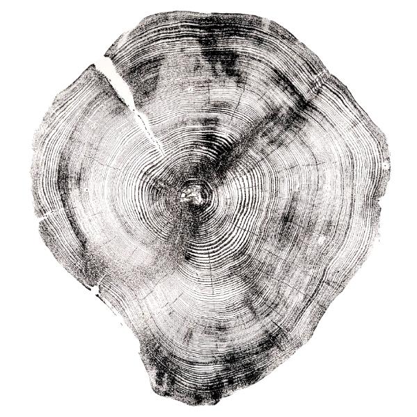 Black Log Print - Cedar (18" x 24")